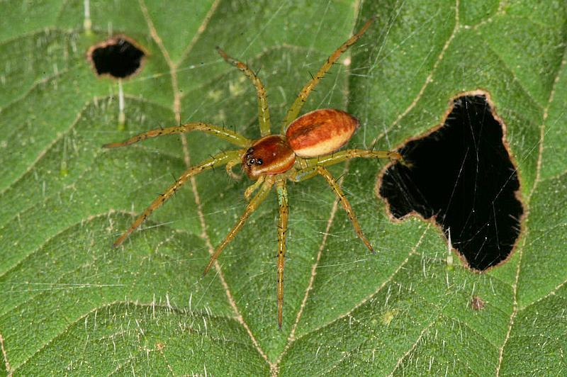Dolomedes_fimbriatus_D4898_Z_93_Les Gris_Frankrijk.jpg